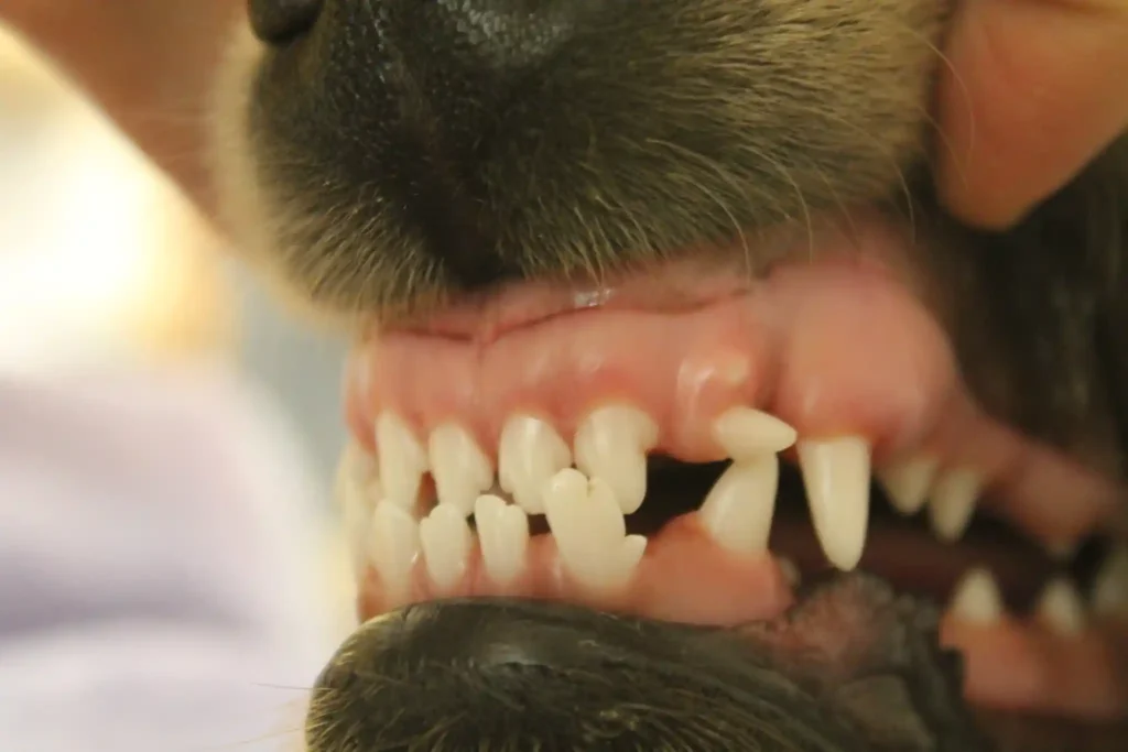 What Can I Give My Dog for Tooth Pain?