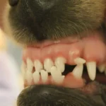 What Can I Give My Dog for Tooth Pain?