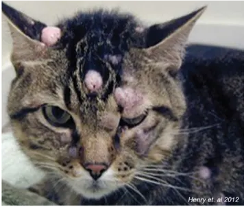 Basal Cell Tumors in Cats