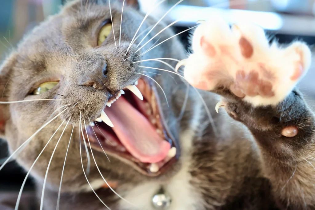 Cat_yawn_with_exposed_teeth_and_claws-1024x683 Why Are My Cat's Teeth Falling Out?