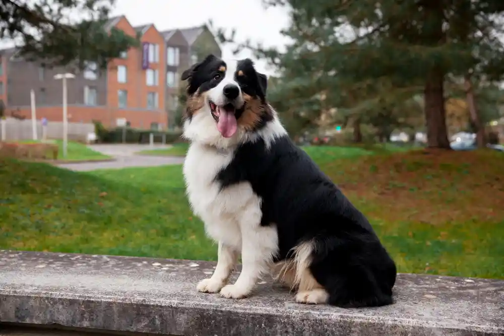 Drentsche-Patrijshond Best Dog Breeds from Holland