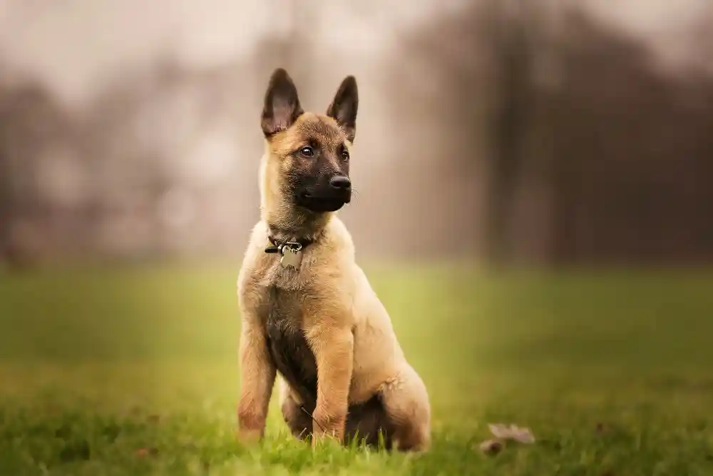 Dutch-Shepherd-1 Best Dog Breeds from Holland