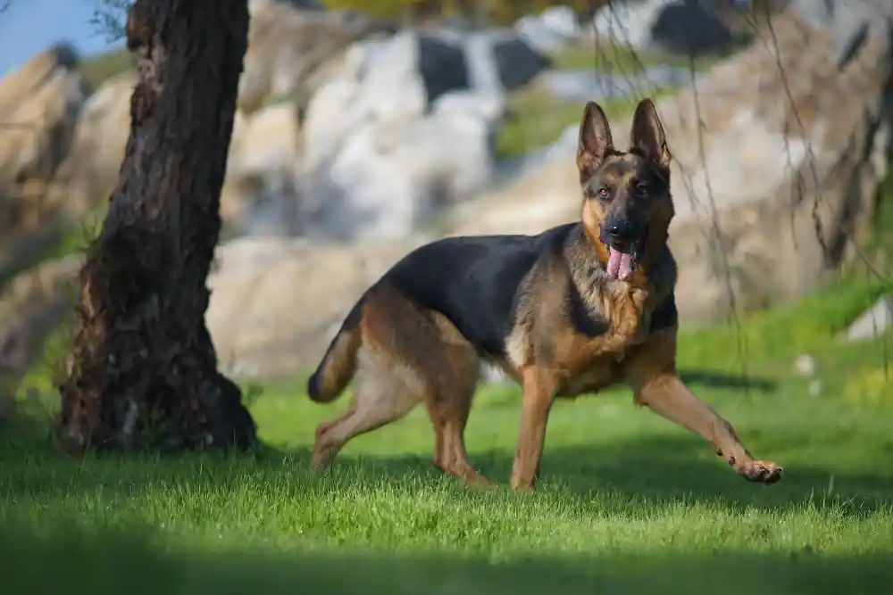 Hollandse-Herdershond Best Dog Breeds from Holland