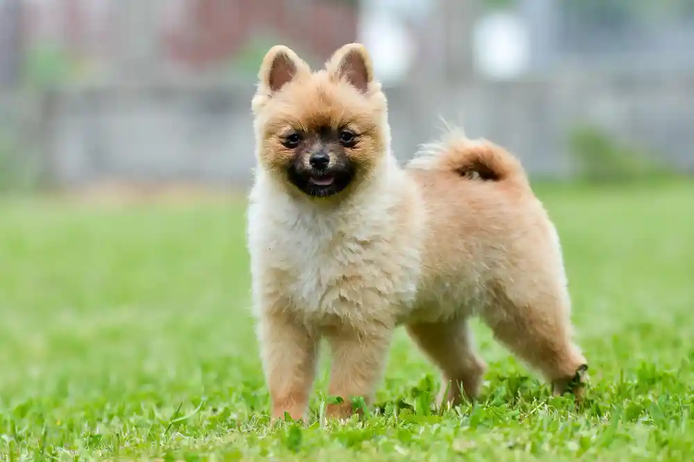 Keeshond Best Dog Breeds from Holland