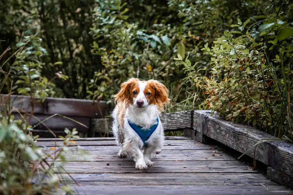 Nederlandse-Kooikerhondje Best Dog Breeds from Holland