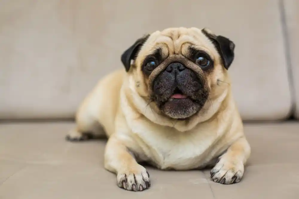 Pug-dog-best-small-dog The Best Small Dog Breeds for Kids 2024