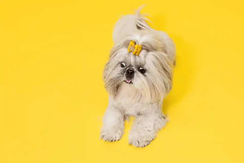 Shih-Tzu-best-dog The Best Small Dog Breeds for Kids 2024