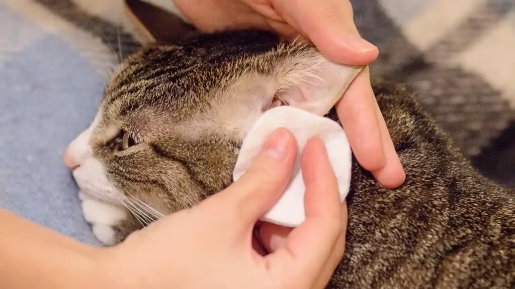 cat-ear-cleaning-1-1024x576 Best Way How To Clean a Cat