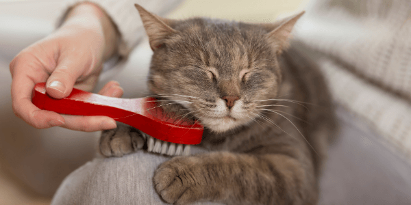 how-to-brush-your-cat Best Way How To Clean a Cat