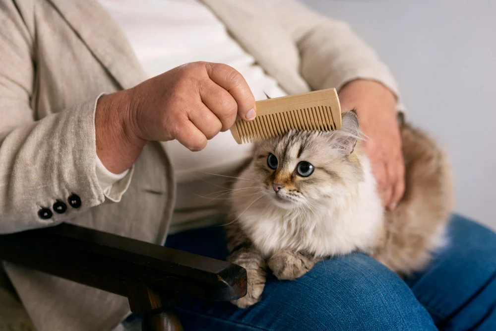 Best Way How To Clean a Cat