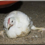 Calcium Deficiency In Chickens(Points To Remember)