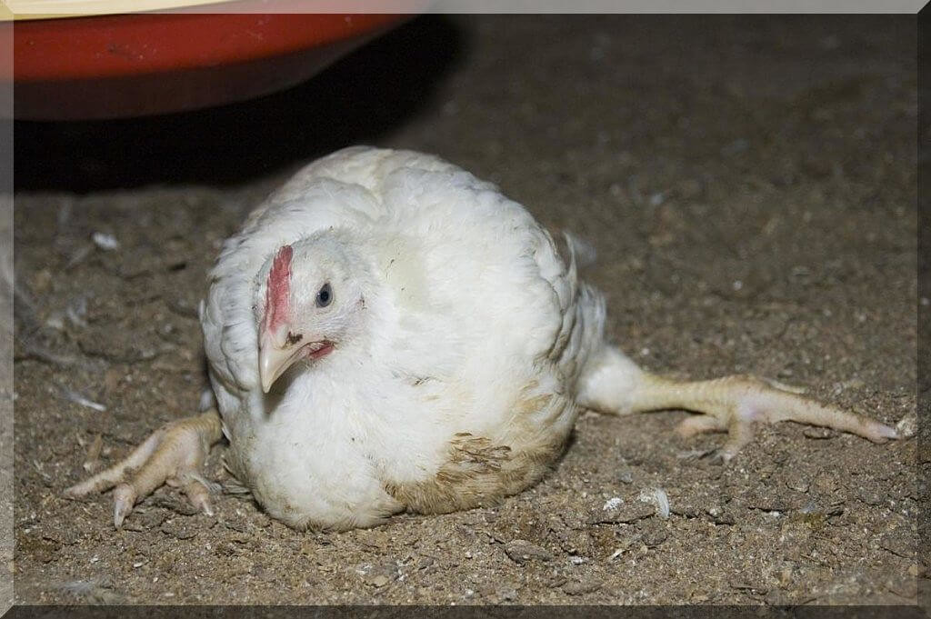 Calcium Deficiency In Chickens(Points To Remember)