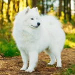 Best Dog Breeds from Holland