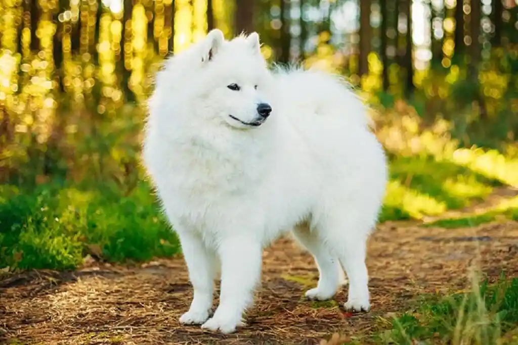 Best Dog Breeds from Holland