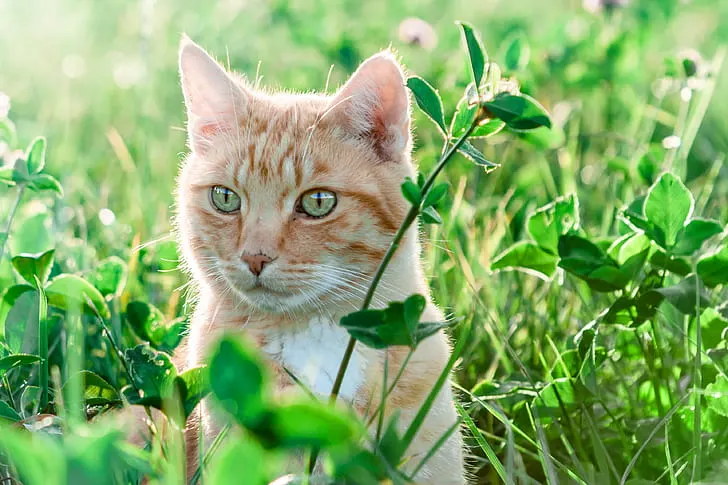 Top 4 Reasons Why Cats Eat Grass