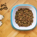 what is the best pet food?